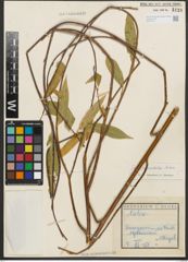 Foto von Salix pycnostachya Andersson